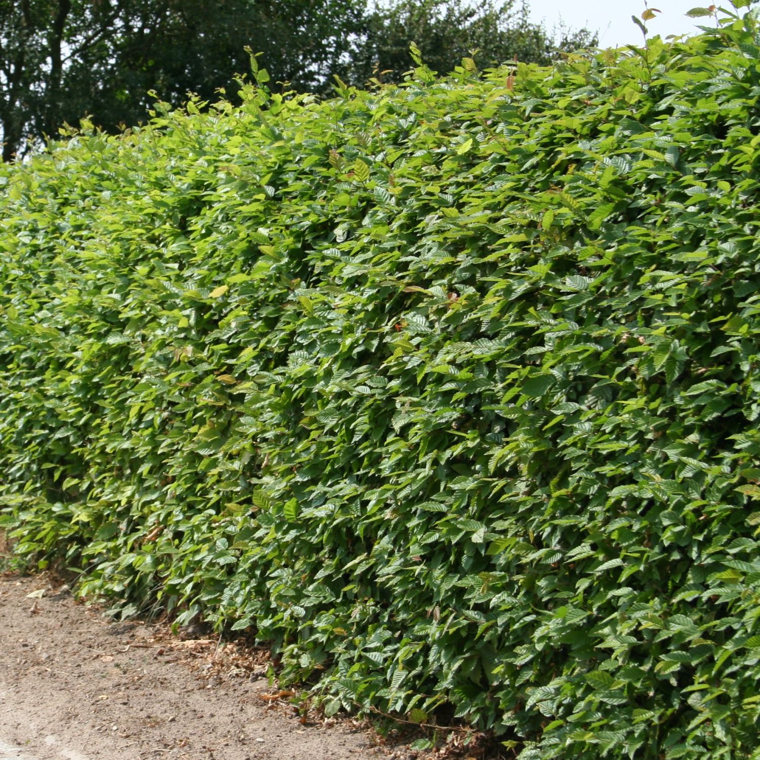Hainbuche Heckenpflanze - Schnellwachsend & Winterhart Von Garten Schlüter