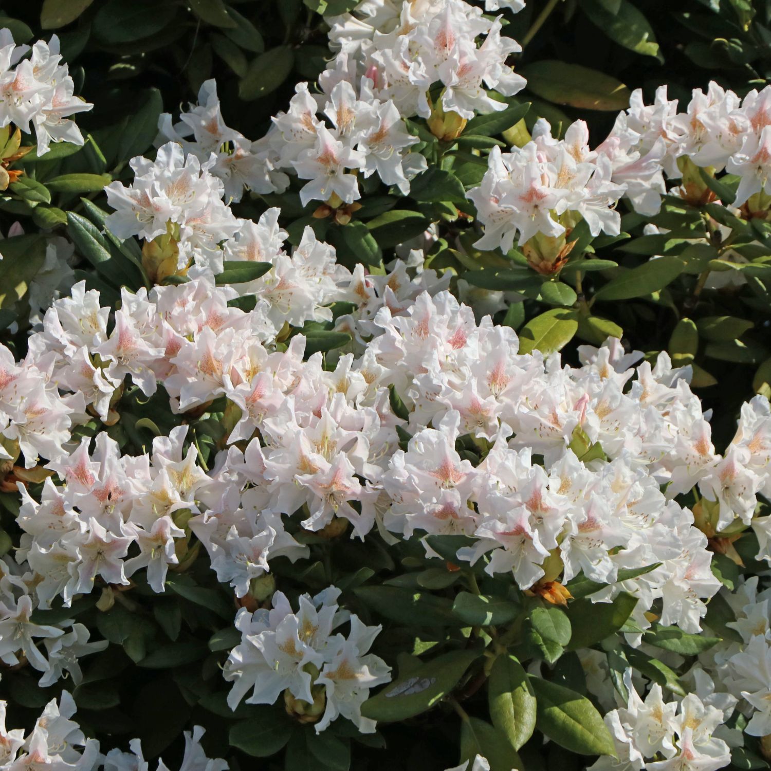 Rhododendron 'Cunningham's White' Rhododendron Hybride 'Cunningham's