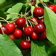 Kirschen