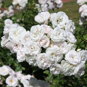 Beetrose 'Aspirin-Rose' ® Beetrose 'Aspirin-Rose' ®
