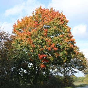 Spitzahorn Spitzahorn
