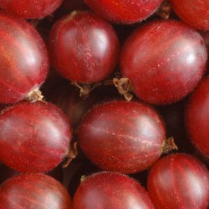 rote Stachelbeere in robuster und ertragreicher Sorte rote Stachelbeere in robuster und ertragreicher Sorte