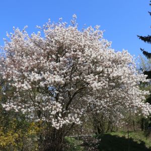 Kupfer Felsenbirne / Amelanchier / Felsenbirne Kupfer Felsenbirne / Amelanchier / Felsenbirne