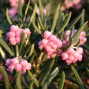 Lavendelheide (echte) / Behaarte Rosmarinheide Lavendelheide (echte) / Behaarte Rosmarinheide