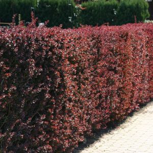 Blutberberitze / Rote Heckenberberitze 'Atropurpurea' Berberis