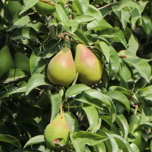 Sommerbirne 'Gute Luise' (mittel) Sommerbirne 'Gute Luise' (mittel)