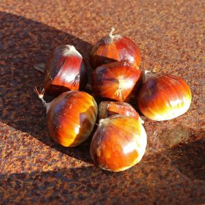 Esskastanie / Edelkastanie / Marone Esskastanie / Edelkastanie / Marone