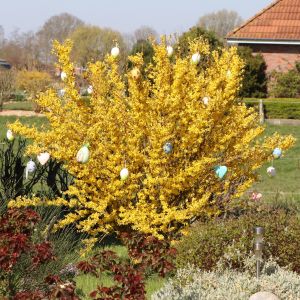 Goldglöckchen / Forsythie Goldglöckchen / Forsythie