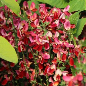 Edelginster 'Burkwoodii' Edelginster 'Burkwoodii'