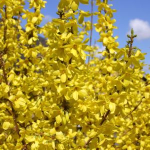 Forsythie / Goldglöckchen 'Lynwood' Forsythie / Goldglöckchen 'Lynwood'
