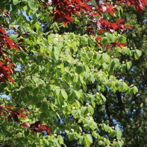 Gemeine Heckenkirsche / Rote Heckenkirsche Gemeine Heckenkirsche / Rote Heckenkirsche