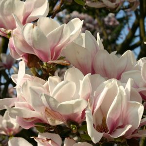 Tulpenmagnolie Tulpenmagnolie