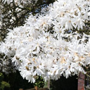Sternmagnolie Sternmagnolie