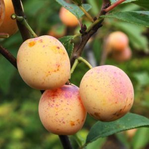 'Mirabelle von Nancy', 'Doppelte Mirabelle' 'Mirabelle von Nancy', 'Doppelte Mirabelle'