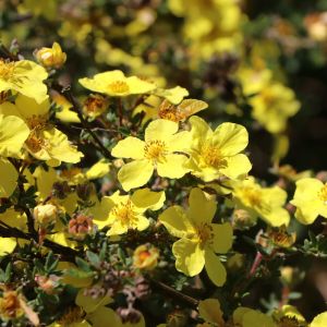 Fingerstrauch / Potentilla Fingerstrauch / Potentilla