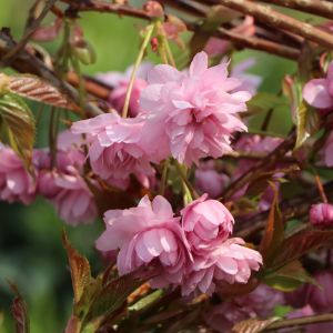 Japanische Hänge-Nelkenkirsche 'Kiku-shidare-Zakura' Japanische Hänge-Nelkenkirsche 'Kiku-shidare-Zakura'
