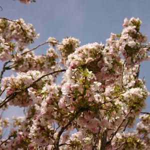 Schneekirsche / Winterkirsche / Japanische Blütenkirsche 'Autumnalis' Schneekirsche / Winterkirsche / Japanische Blütenkirsche 'Autumnalis'