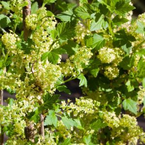 Alpen-Johannisbeere 'Schmidt' Alpen-Johannisbeere 'Schmidt'