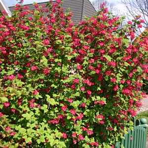 Blutjohannisbeere 'King Edward' Blutjohannisbeere 'King Edward'