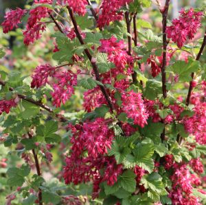 Blutjohannisbeere 'King Edward VII' / Zierjohannisbeere 'King Edward VII' Blutjohannisbeere 'King Edward VII' / Zierjohannisbeere 'King Edward VII'