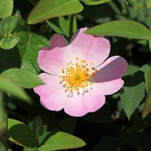 Hundsrose Hundsrose