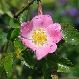 Weinrose / Schottische Zaunrose Weinrose / Schottische Zaunrose