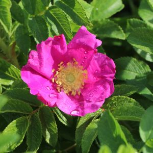 Apfelrose / Kartoffelrose / Hagebutte Apfelrose / Kartoffelrose / Hagebutte