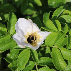 Weiße Apfelrose 'Alba' /- Kartoffelrose /- Hagebutte Weiße Apfelrose 'Alba' /- Kartoffelrose /- Hagebutte
