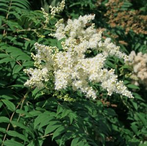 Fiederspiere Fiederspiere