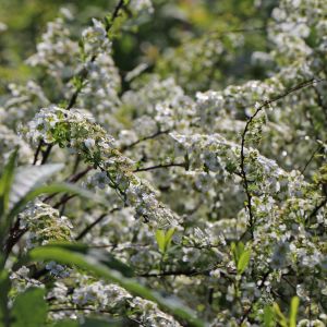 Brautspiere / Schneespiere Brautspiere / Schneespiere