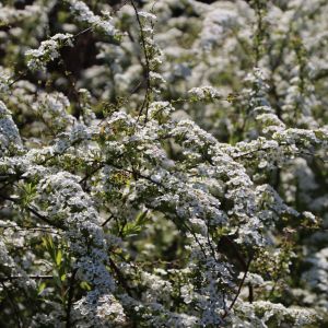Weiße Rispenspiere 'Grefsheim' Weiße Rispenspiere 'Grefsheim'