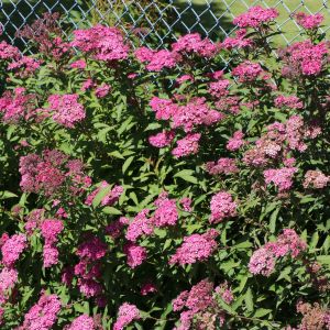 Rote Sommerspiere 'Anthony Waterer' Rote Sommerspiere 'Anthony Waterer'