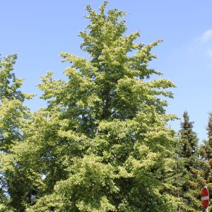 Winterlinde / Steinlinde Winterlinde / Steinlinde