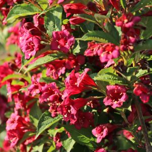Weigelie 'Bristol Ruby' Weigelie 'Bristol Ruby'