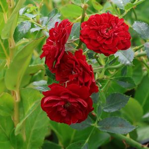 Bodendeckerrose 'The Fairy rot' Bodendeckerrose 'The Fairy rot'