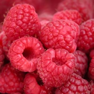 Himbeeren in gesunder und ertragreichen Sorte Himbeeren in gesunder und ertragreichen Sorte