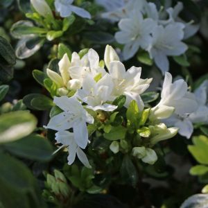 Japanische Azalee 'Kermesina Alba' Japanische Azalee 'Kermesina Alba'