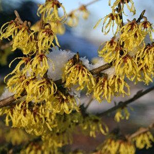 Zaubernuss 'Arnold Promise' Zaubernuss 'Arnold Promise'