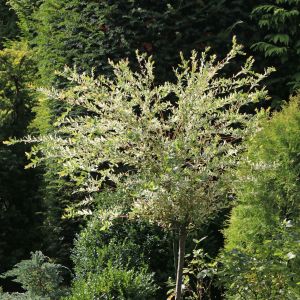 Harlekinweide / Zierweide 'Hakuro Nishiki' Harlekinweide / Zierweide 'Hakuro Nishiki'