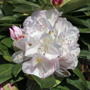 Rhododendron 'Gomer Waterer' Rhododendron 'Gomer Waterer'