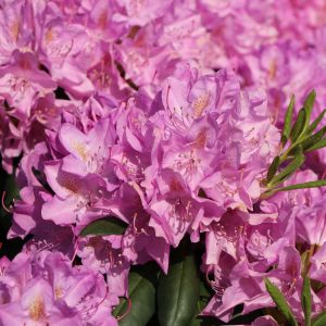 Rhododendron 'Roseum Elegans' Rhododendron 'Roseum Elegans'
