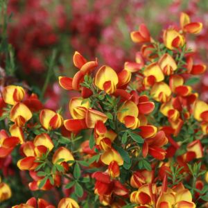 Edelginster 'Lena' Edelginster 'Lena'