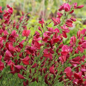 Edelginster 'Boskoop Ruby' Edelginster 'Boskoop Ruby'