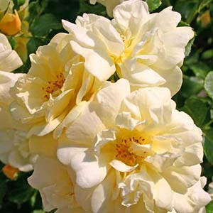 Bodendecker-Rose 'Golden Sun' Bodendecker-Rose 'Golden Sun'