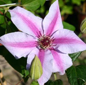 Clematis 'Nelly Moser' Clematis 'Nelly Moser'