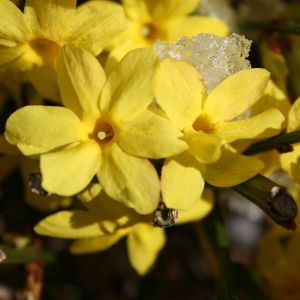 Winterjasmin Winterjasmin