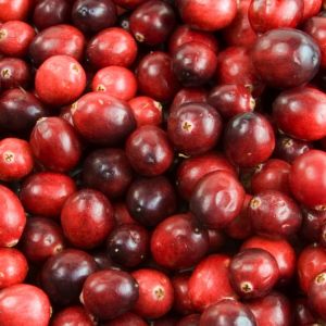 Cranberry 'Red Star' / Großfrüchtige Moosbeere / Gesundheitsbeere Cranberry 'Red Star' / Großfrüchtige Moosbeere / Gesundheitsbeere