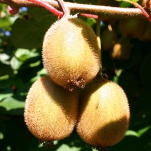 Chinesische Kiwi / Strahlengriffel Chinesische Kiwi / Strahlengriffel