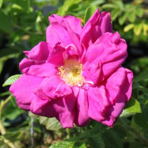 Strauchrose 'Rotes Meer' Strauchrose 'Rotes Meer'