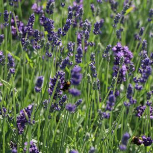 Lavendel 'Hidcote Blue' / 'Strain' Lavendel 'Hidcote Blue' / 'Strain'